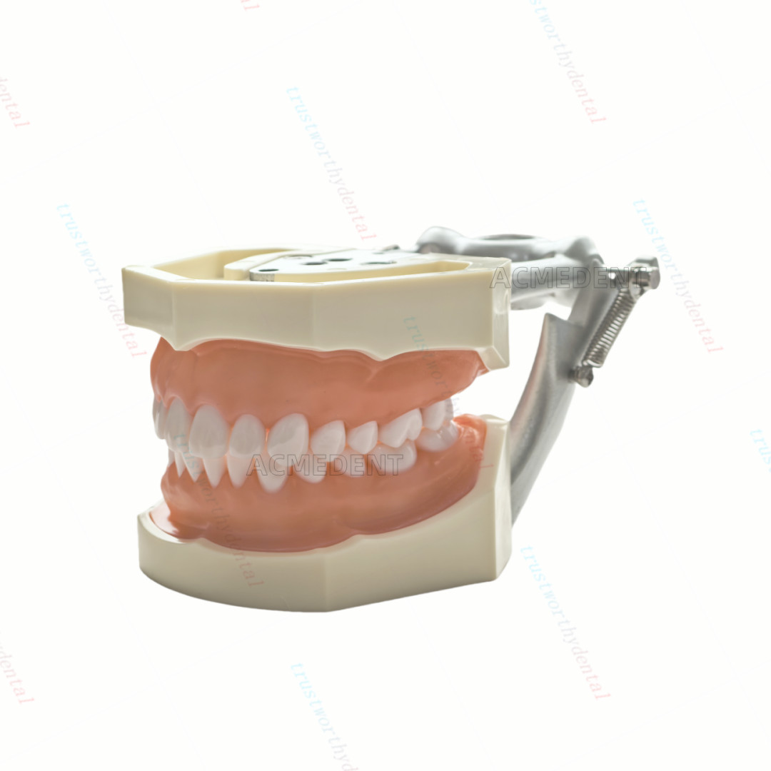 Dental Typodont Model with Removable Teeth M8011 DP 32 Demonstration Teach Study