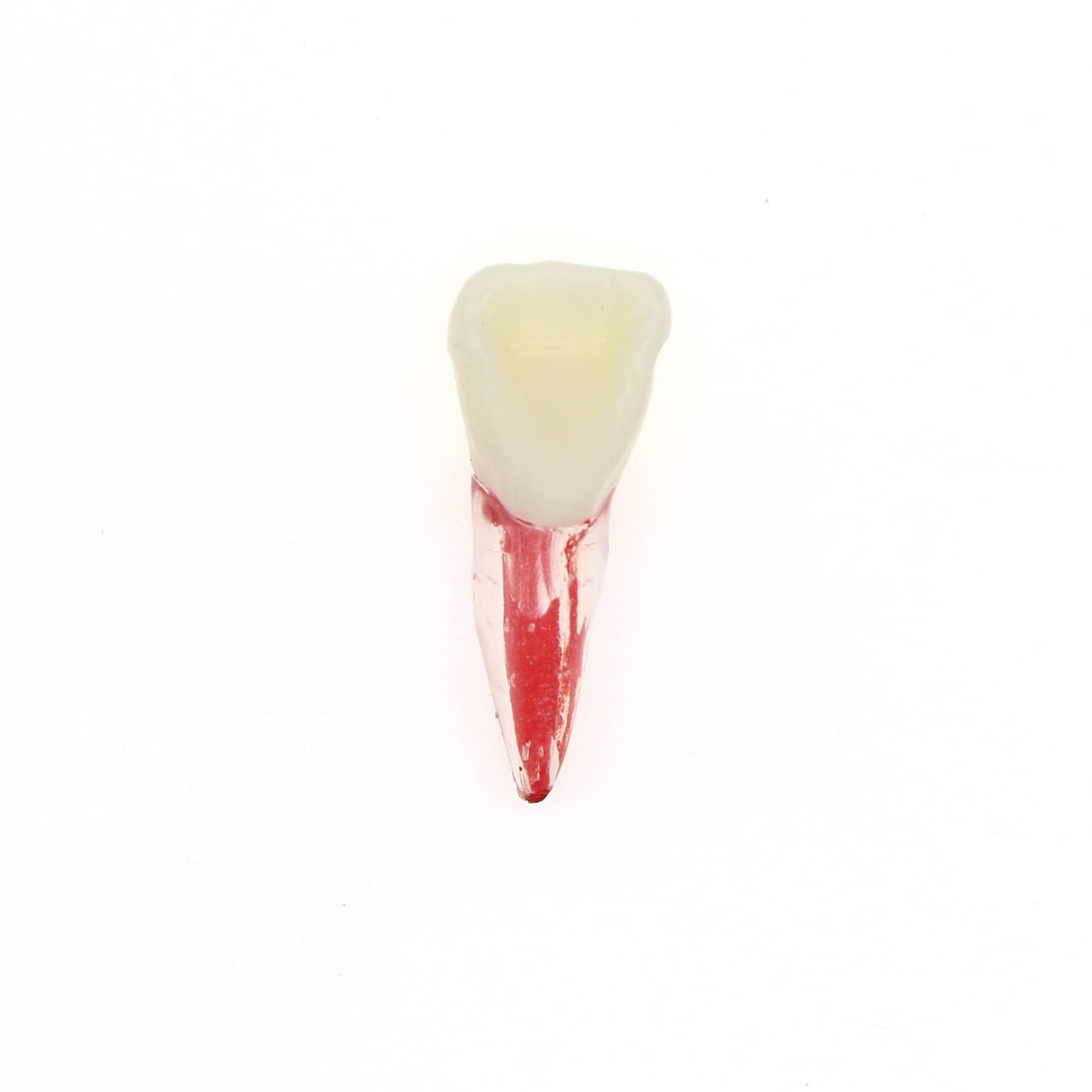 5Pcs Dental Root Canal Pulp Cavity Teeth Model Endodontic Practice RCT…