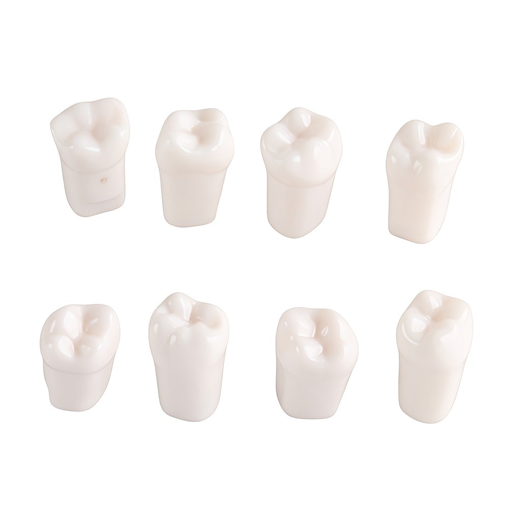 28Pcs Tooth Granule Set Dental Typodont Replacement Screw-in Teeth Model