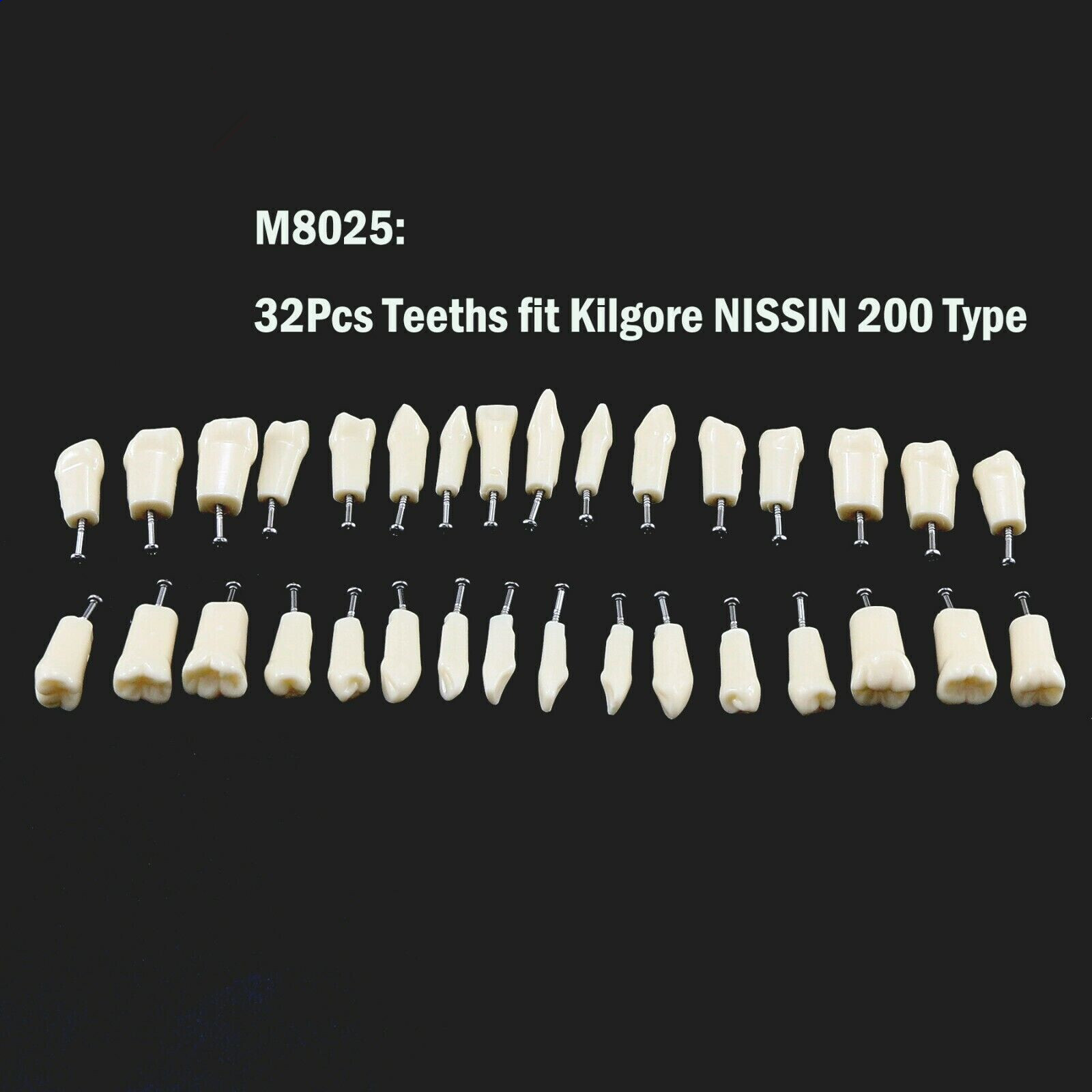 2 Set Dental Removable Screw-in Typodont Grain Teeth 28Pcs+32Pcs Tool Instrument