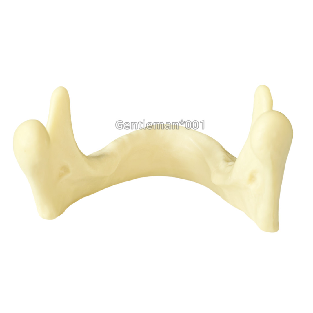 Dental Implant Mandible Jaw Model for Basic Drilling Insertion Practice M2022