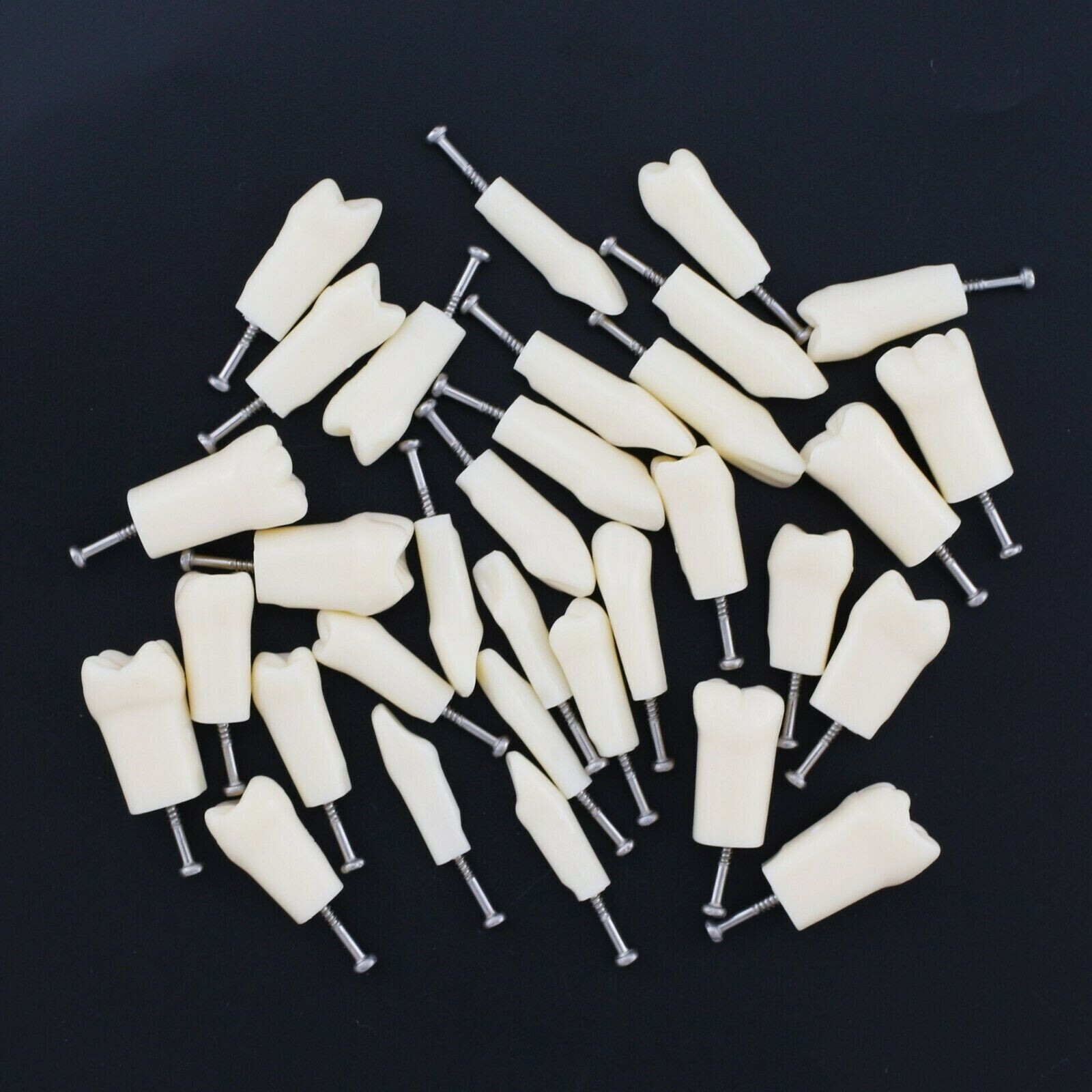 2 Set Dental Removable Screw-in Typodont Grain Teeth 28Pcs+32Pcs Tool Instrument