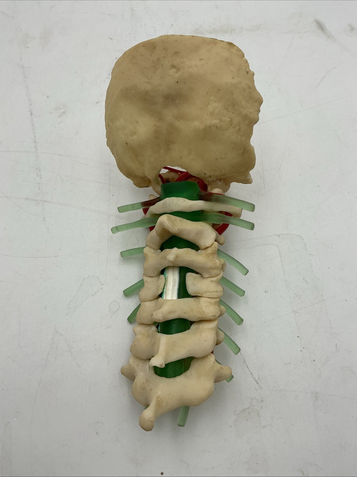 Medical Plastics Laboratory Cervical Spine with Occipital, Vertebrae Model