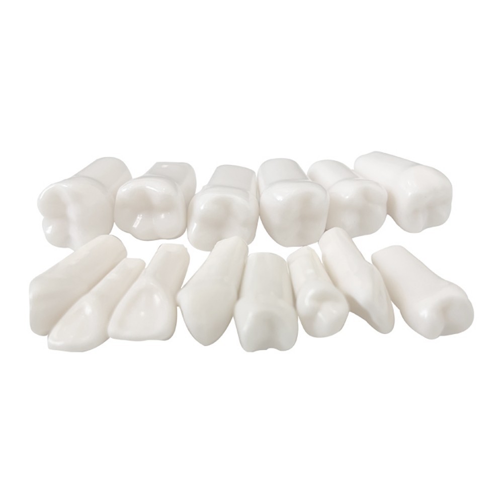 32Pcs Tooth Granule Set Dental Typodont Replacement Screw-in Teeth Model