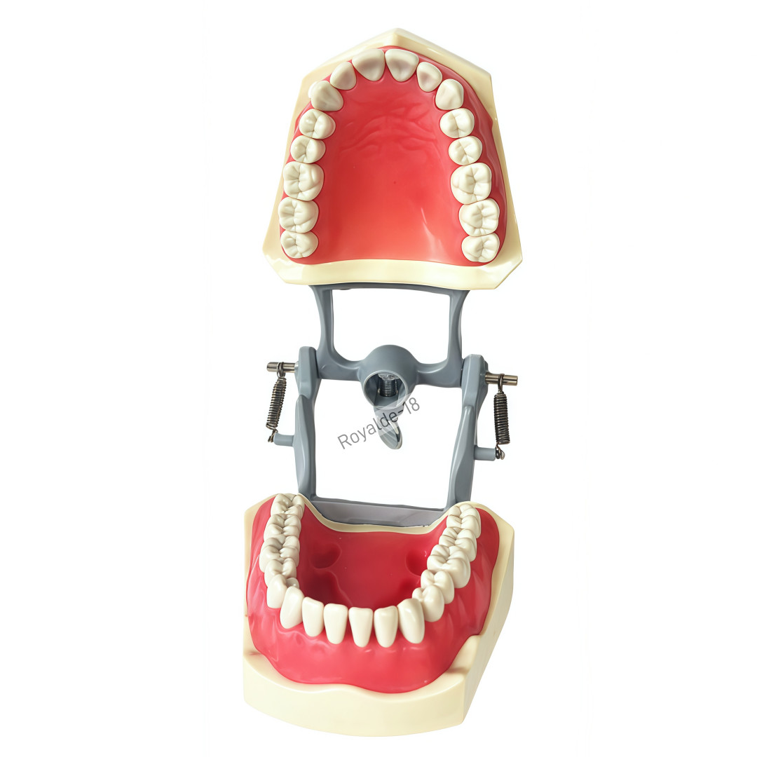 Fit Columbia 860 Dentoform Dental Typodont Model 32 Removable Teeth Soft Gingiva