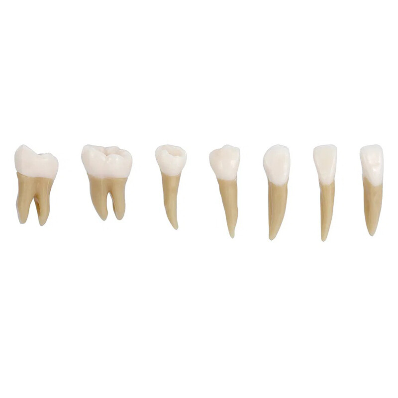 Dental Plastic Teeth Highly Reproducible Carton 1: 1 Permanent Teeth Demonstra