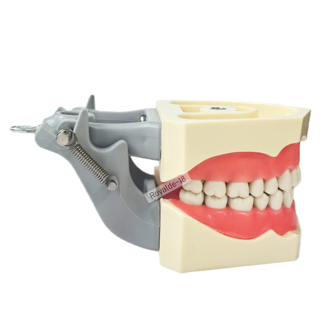Fit Columbia 860 Dentoform Dental Typodont Model 32 Removable Teeth Soft Gingiva