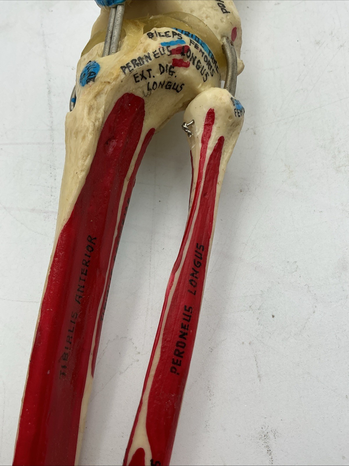 Medical Plastics Laboratory Functional Knee Joint Model with Muscle Attachments