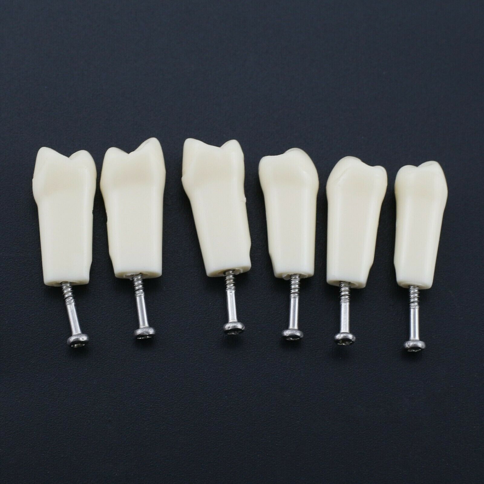 2 Set Dental Removable Screw-in Typodont Grain Teeth 28Pcs+32Pcs Tool Instrument