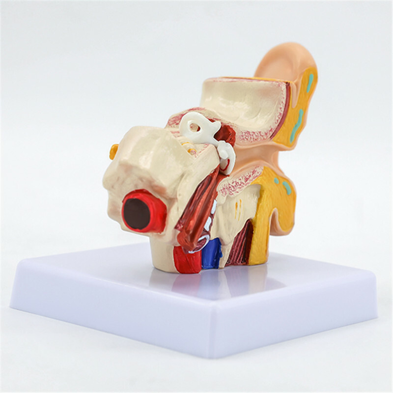 1.5 Times Life Size Human Ear Anatomy Model Organ Medical Teaching Supplies