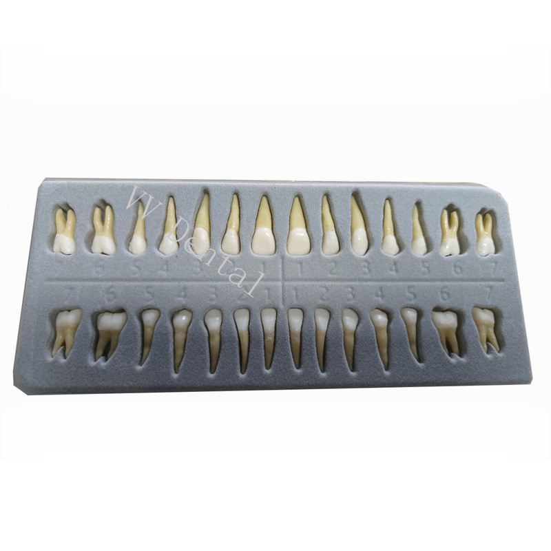 Dental 1:1 Adult Permanent Teeth Model Typodont Study Teach Upper Lower 28 Pcs