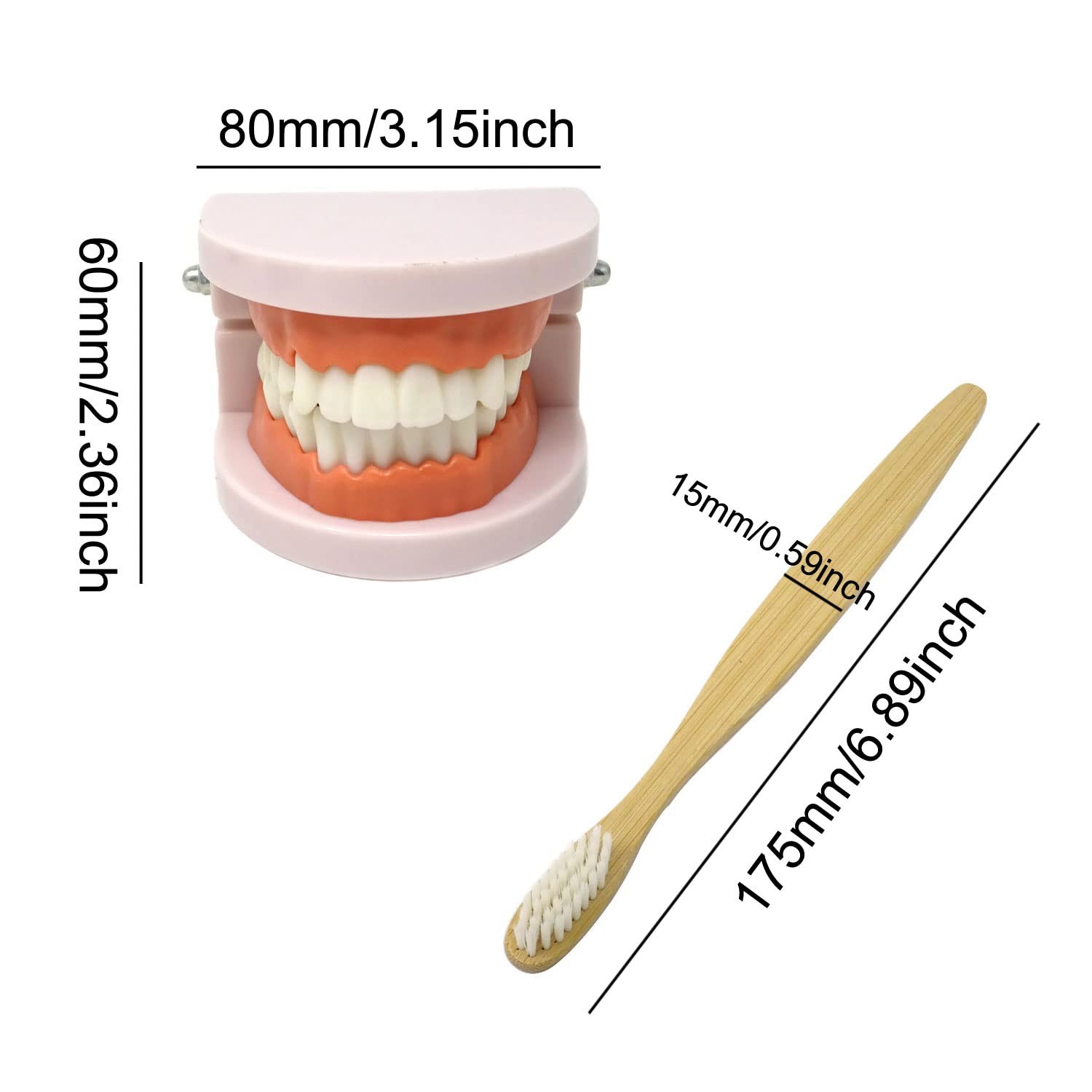 Honbay 1PCS Plastic Standard Teeth Model Adult Mouth Dental Skin Color