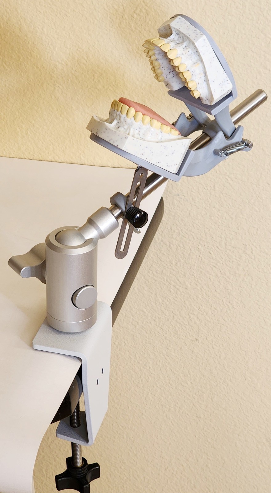 Dental Teeth X-Ray MANIKIN Practice Oral Exam Simulator Training Model Phantom