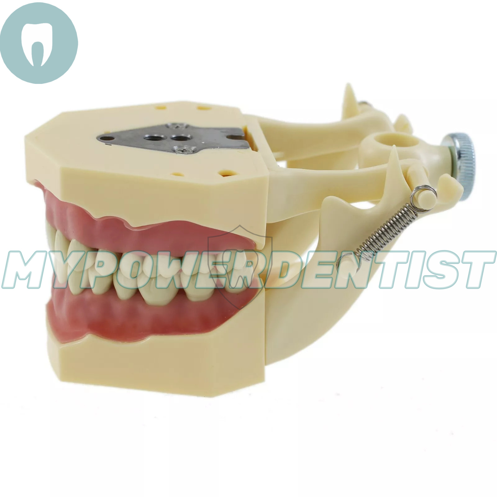 Frasaco Ag3 Type Dental Restorative Typodont Model 32Pcs Removable Teeth M8014-2