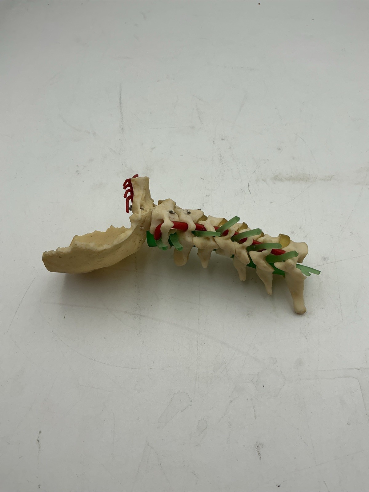 Medical Plastics Laboratory Cervical Spine with Occipital, Vertebrae Model