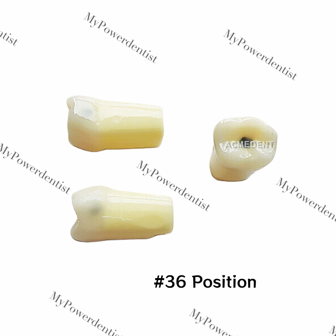 Dental Model DP Articulator Typodont Removable Teeth Kilgore NISSIN Style Study