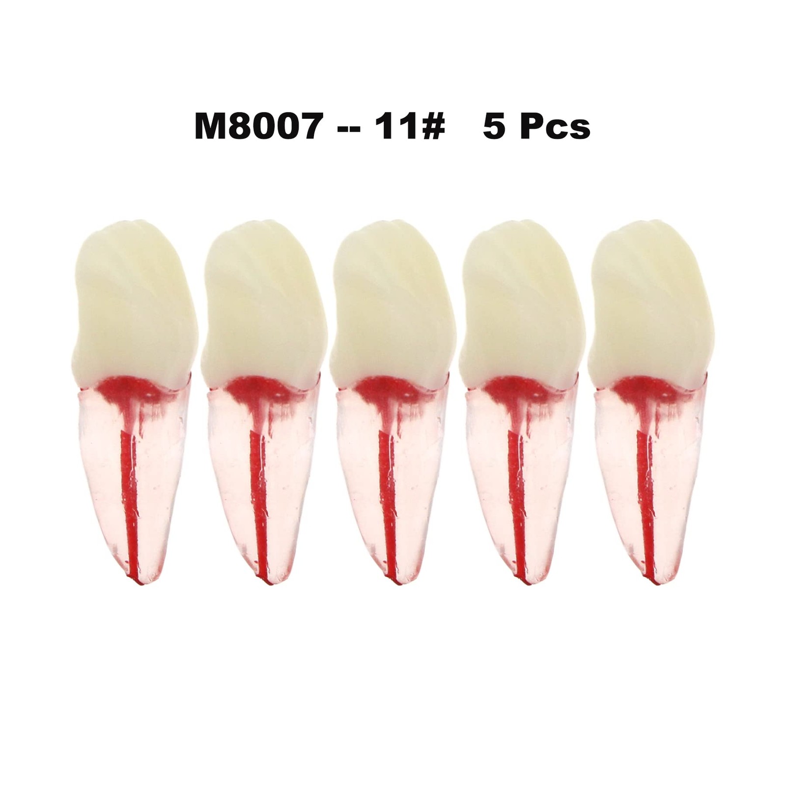 5Pcs Dental Root Canal Pulp Cavity Teeth Model Endodontic Practice RCT…