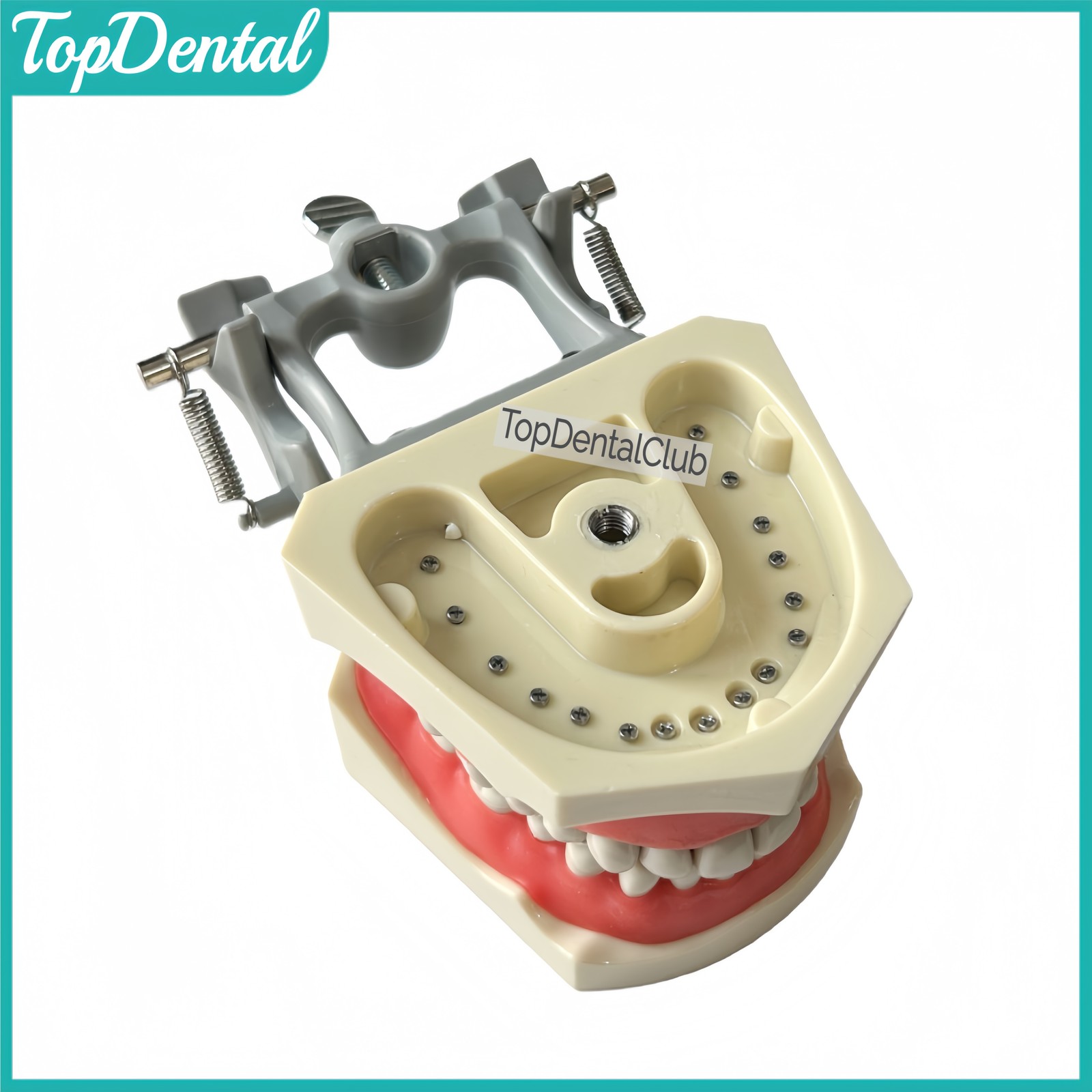 M8030 Dental 32Pcs Removable Teeth Typodont Model Gingiva Fits ADC Columbia 860