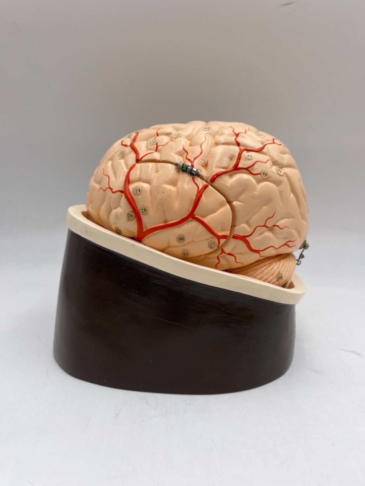 Clay Adams Vintage/Antique Brain Model Anatomical Model