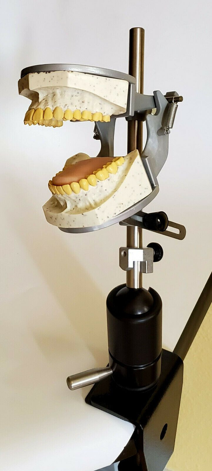Dental Teeth X-Ray MANIKIN Practice Oral Exam Simulator Training Model Phantom