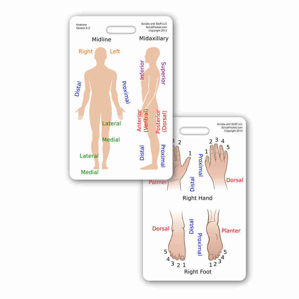 Anatomical Reference Vertical Badge ID Card Pocket Guide Anatomy Paramedic Nurse