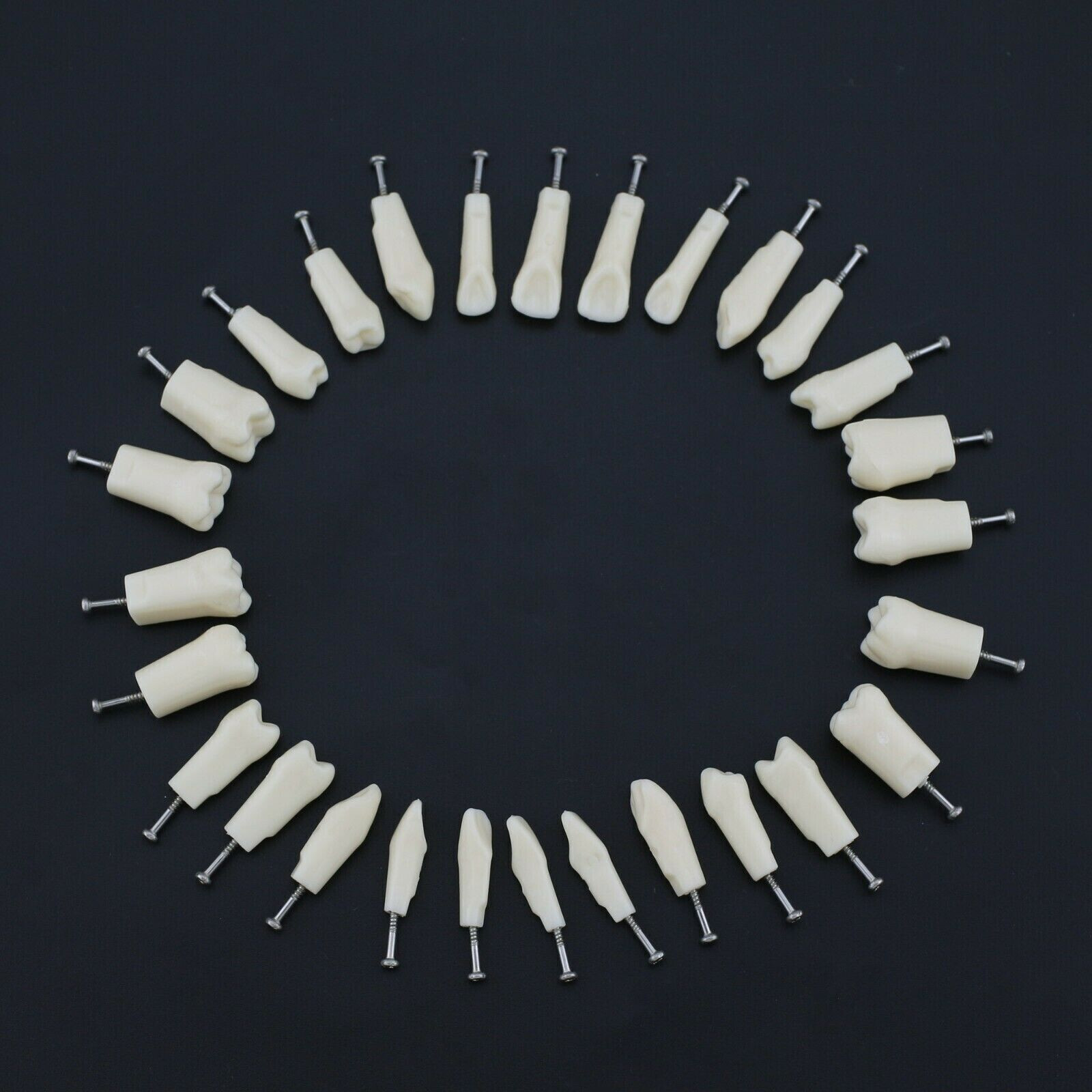2 Set Dental Removable Screw-in Typodont Grain Teeth 28Pcs+32Pcs Tool Instrument