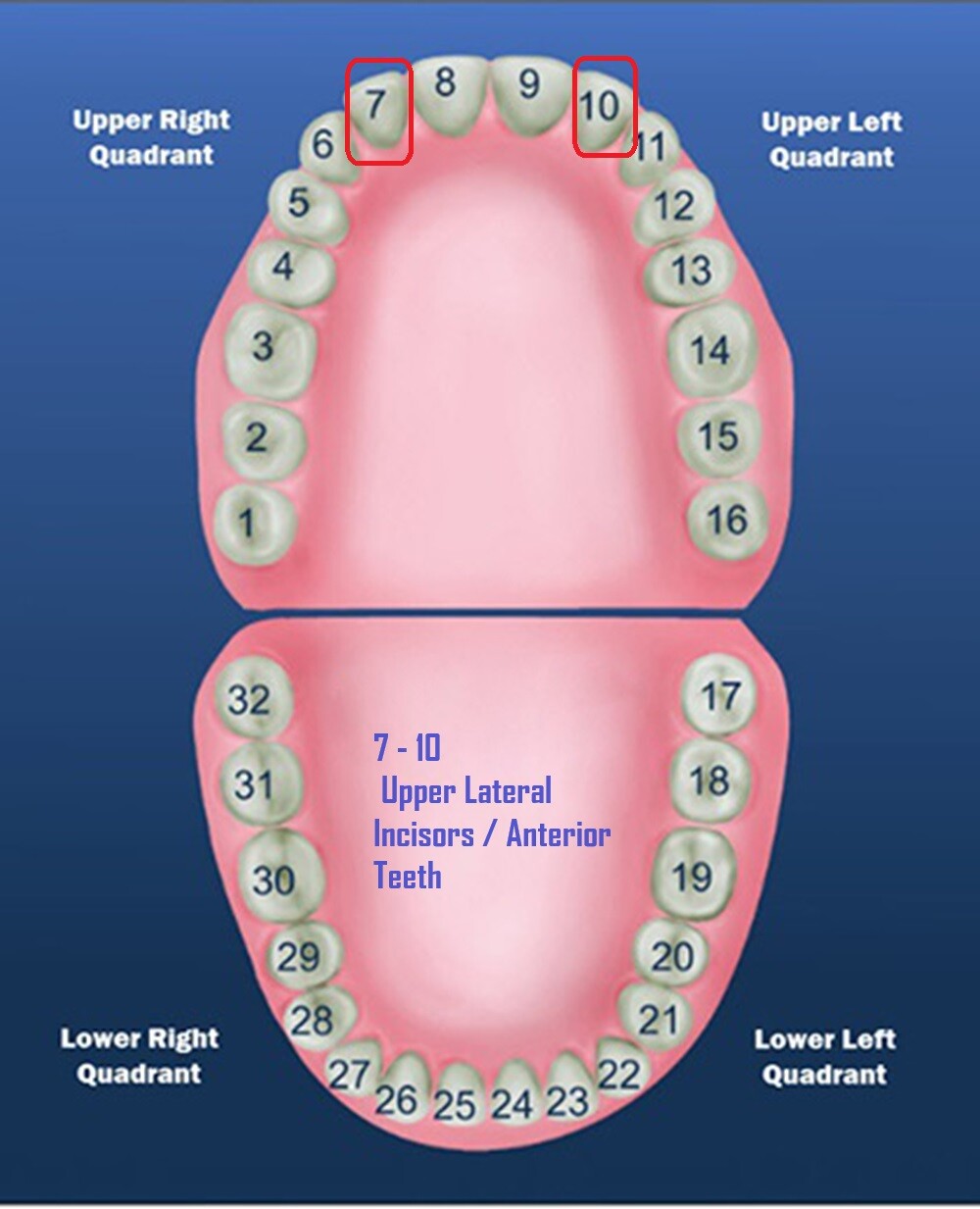 Dental Polycarbonate Temporary Preform Crowns Refills Set of 5 per Bag See Chart