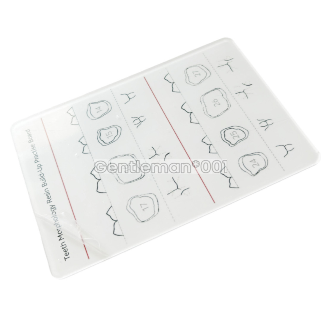 Dental Dentist Board Teeth Morphology Composite Build Up Practise Template Model